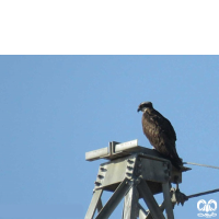 گونه عقاب ماهیگیر Osprey